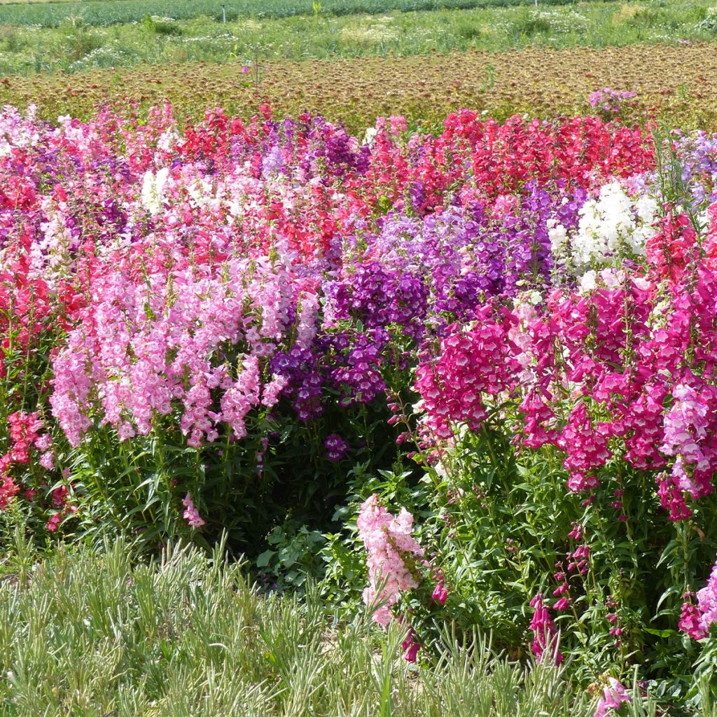 Graines de Penstemon Wedding Bells (hartwegii sensations) - Galane en mélange