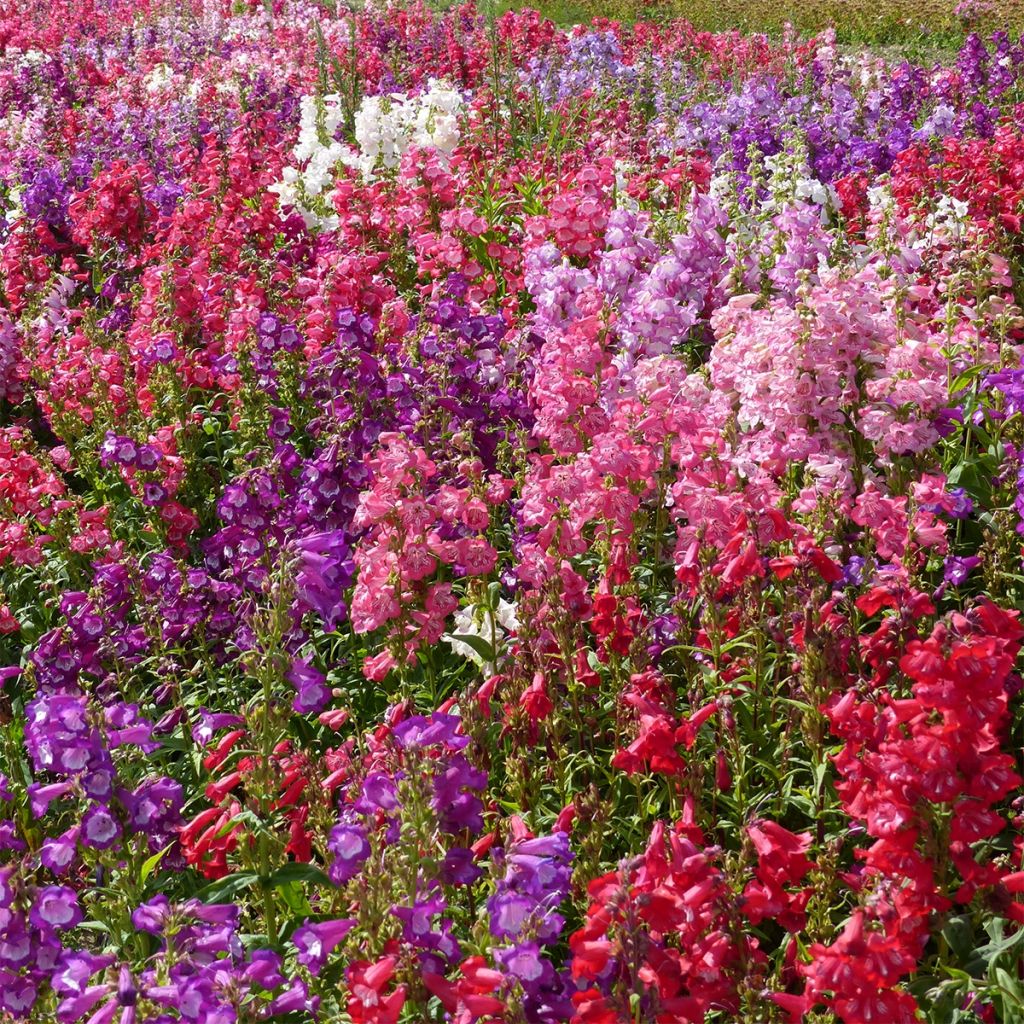 Graines de Penstemon Wedding Bells (hartwegii sensations) - Galane en mélange