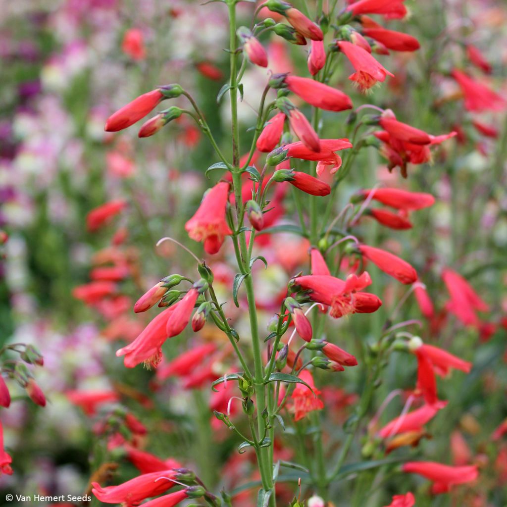 Penstemon barbatus Twizzle Scarlet - seeds