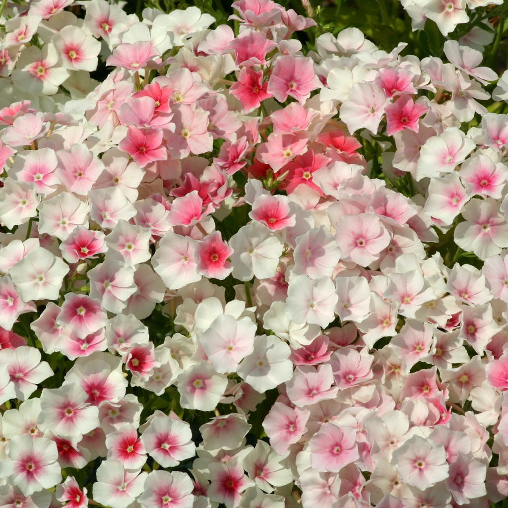 Phlox Blushing Bride - seeds