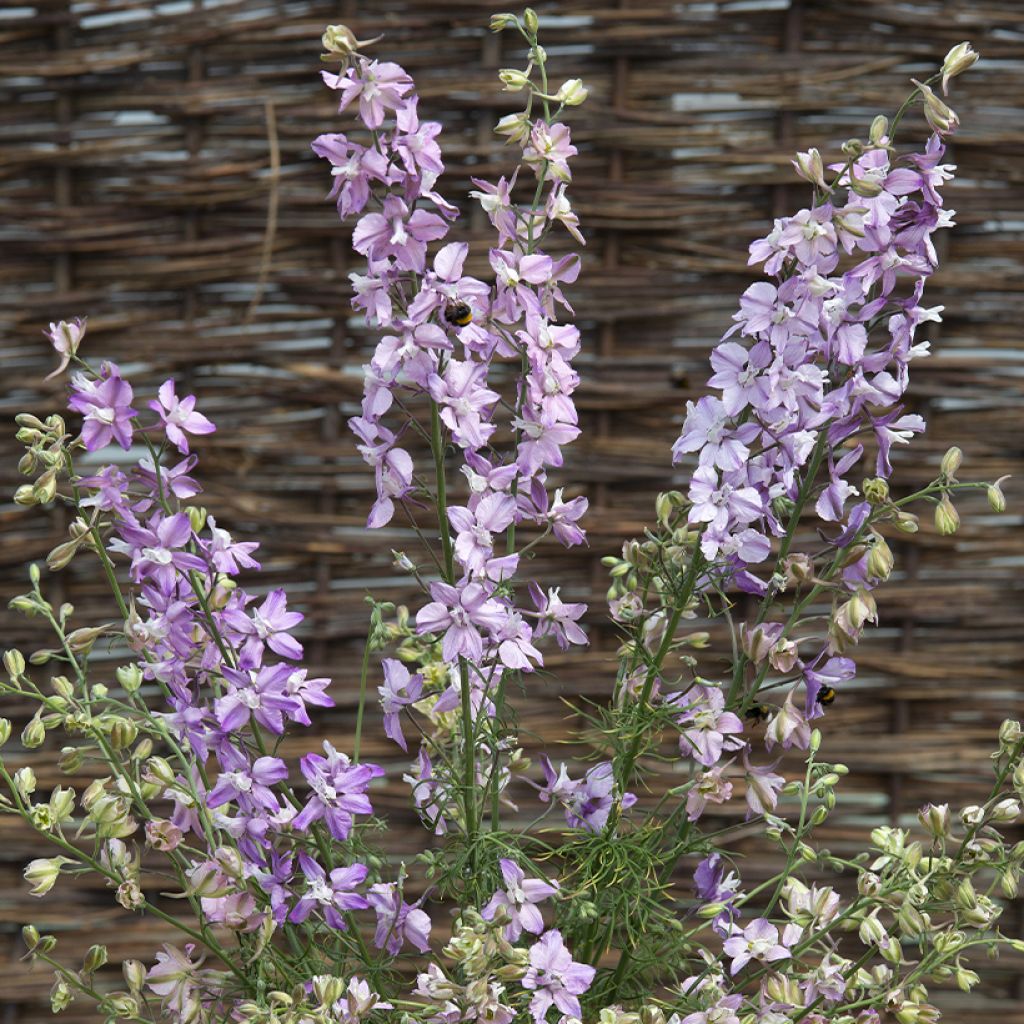 Delphinium consolida 'Fancy Belladonna'