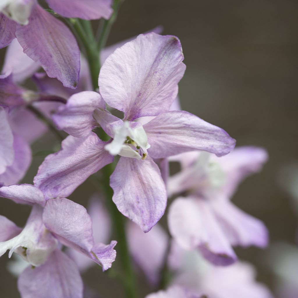 Delphinium consolida 'Fancy Belladonna'