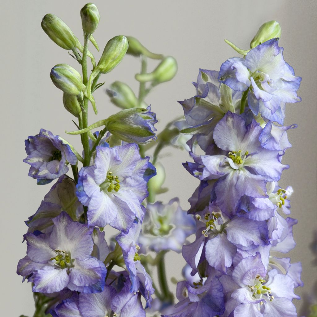 Delphinium Fancy Purple Picotee seeds - Annual Larkspur