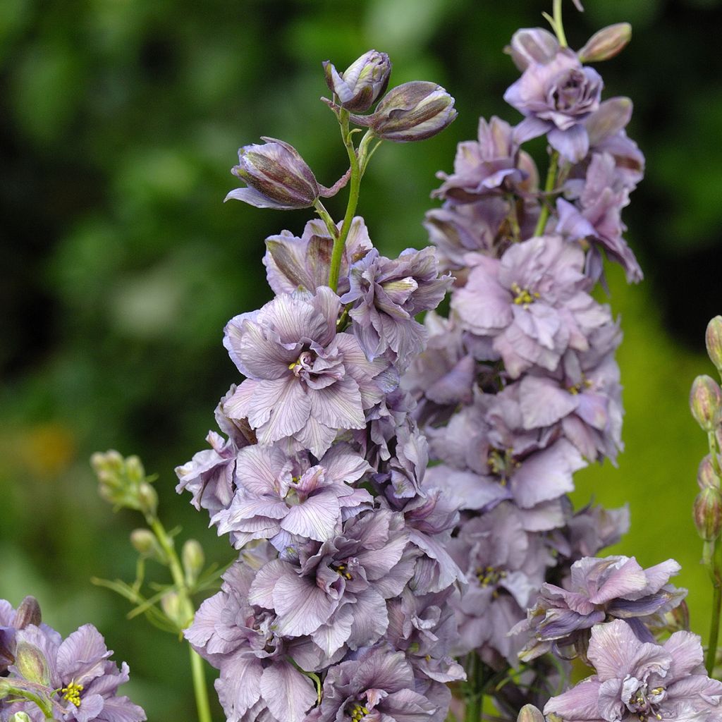 Delphinium consolida Misty Lavender - Forking Larkspur seeds