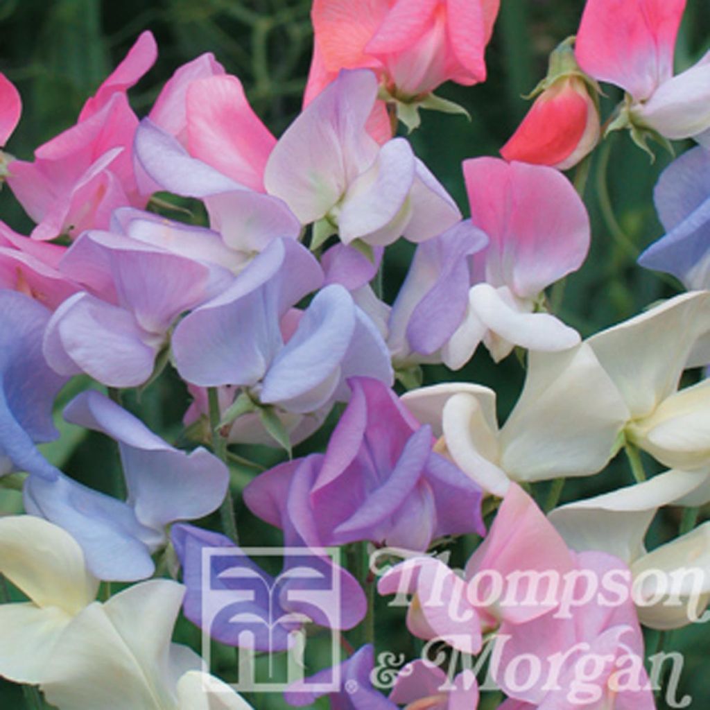Lathyrus odoratus Elegant Ladies - Sweet Pea Seeds