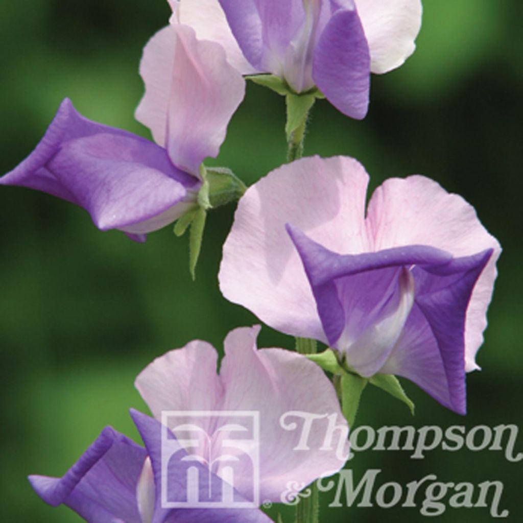 Lathyrus odoratus Erewhon - Sweet Pea Seeds
