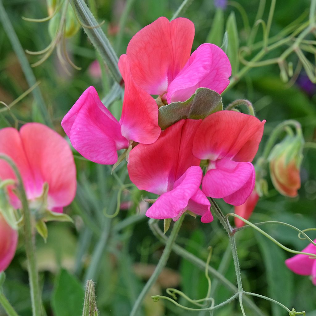 Lathyrus odoratus Miss Willmott - Sweet Pea Seeds