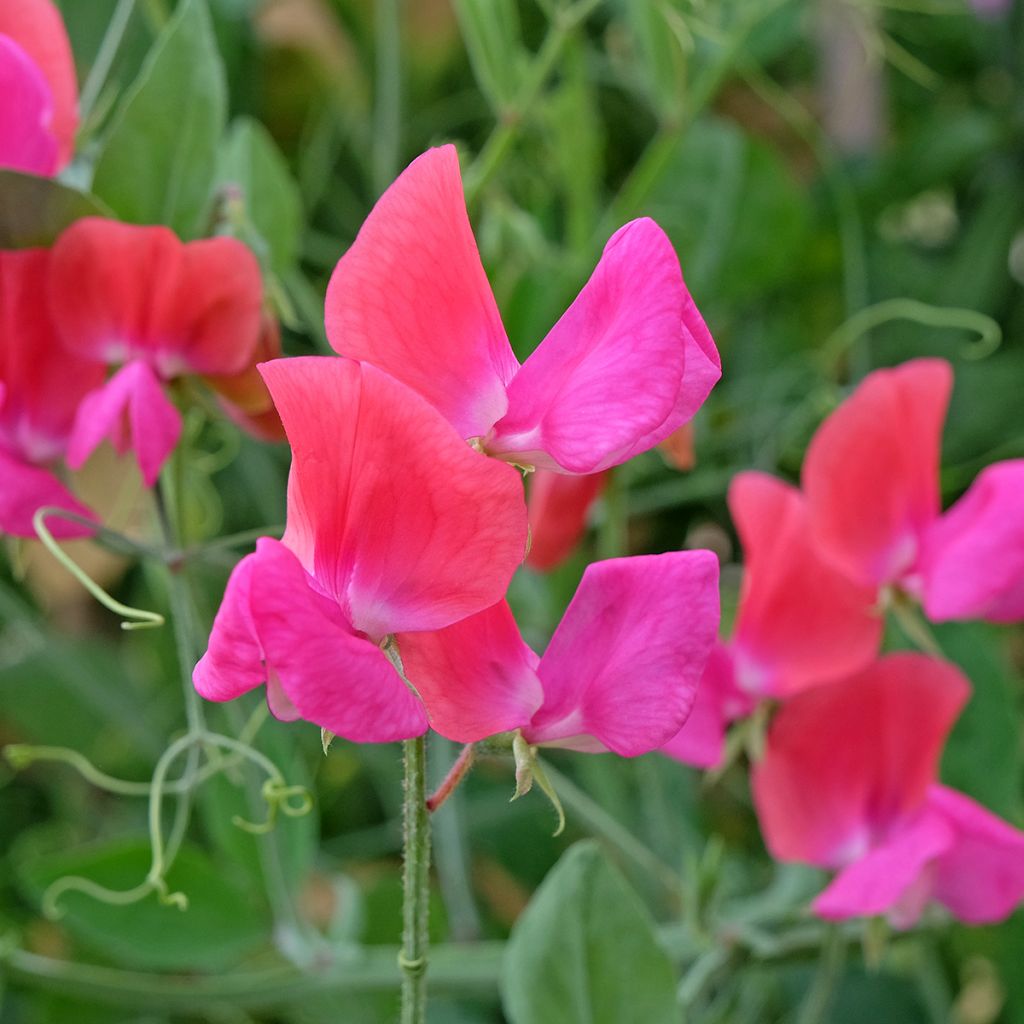Lathyrus odoratus Miss Willmott - Sweet Pea Seeds