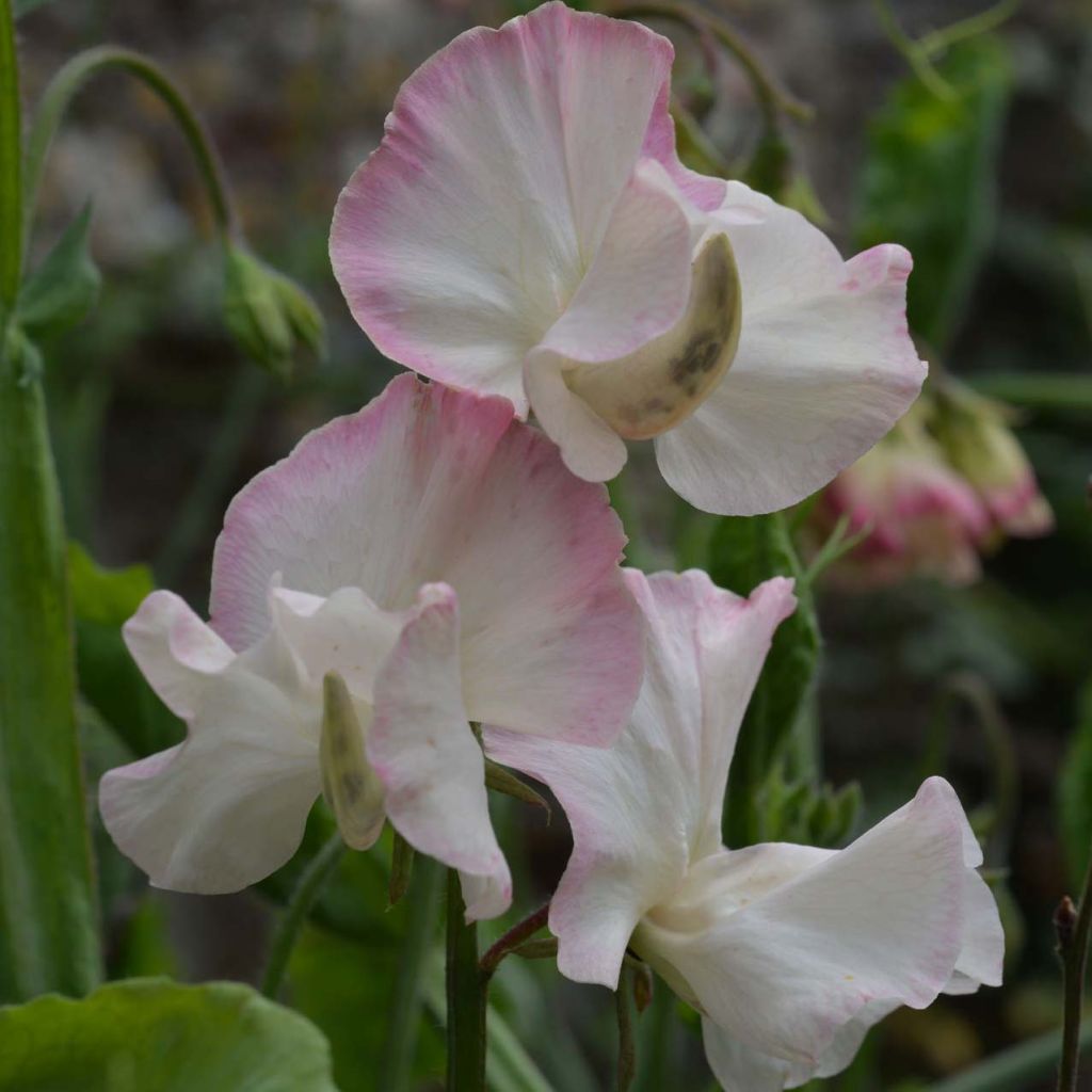Lathyrus odoratus Mollie Rilstone - Sweet Pea Seeds