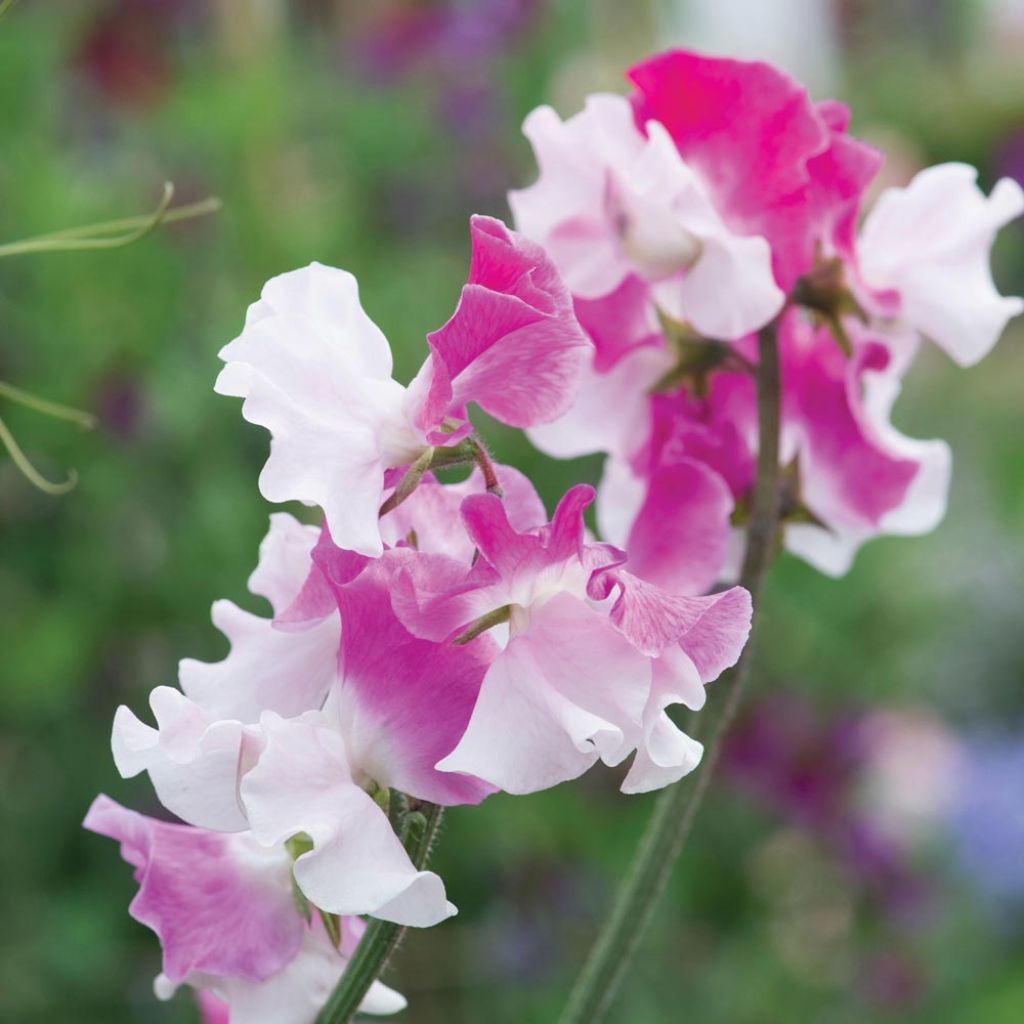 Lathyrus odoratus Route 66 - Sweet Pea Seeds