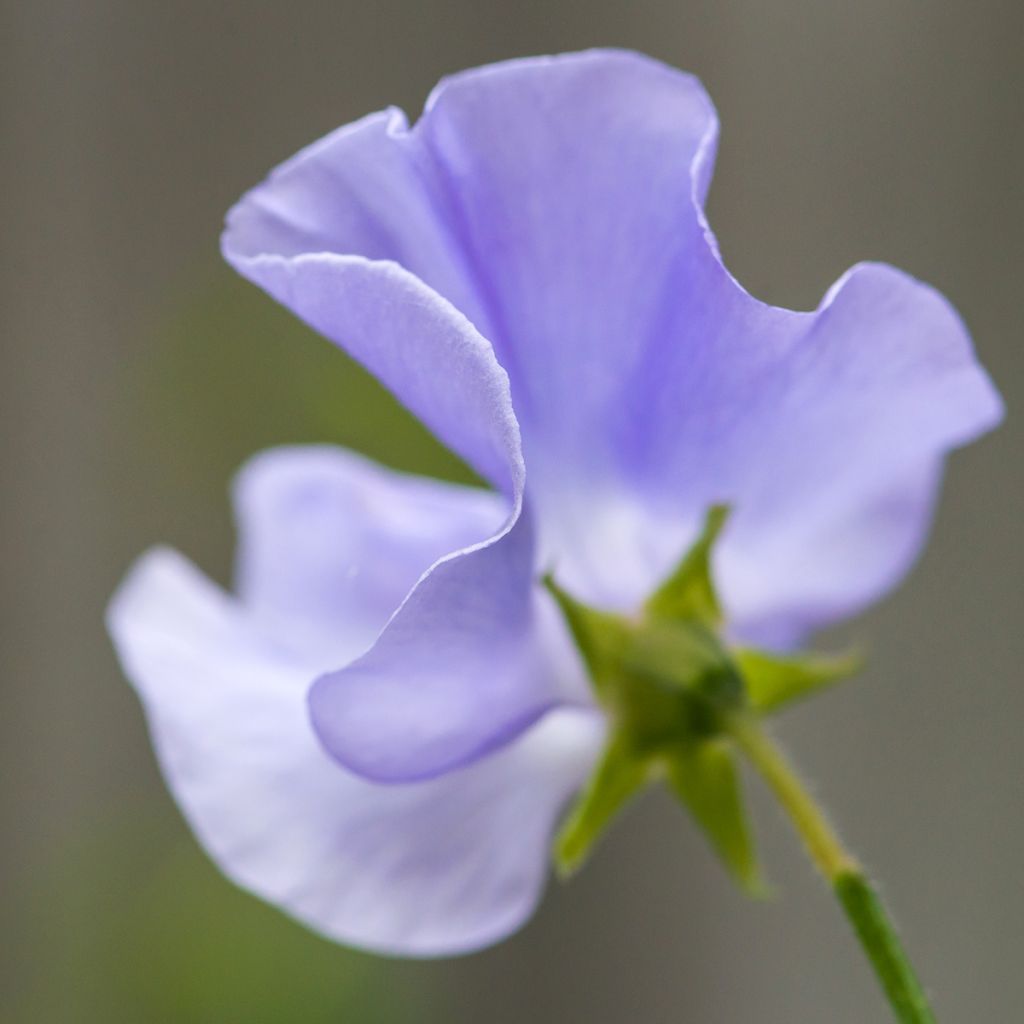 Lathyrus odoratus Spencer Mix -  - Sweet pea