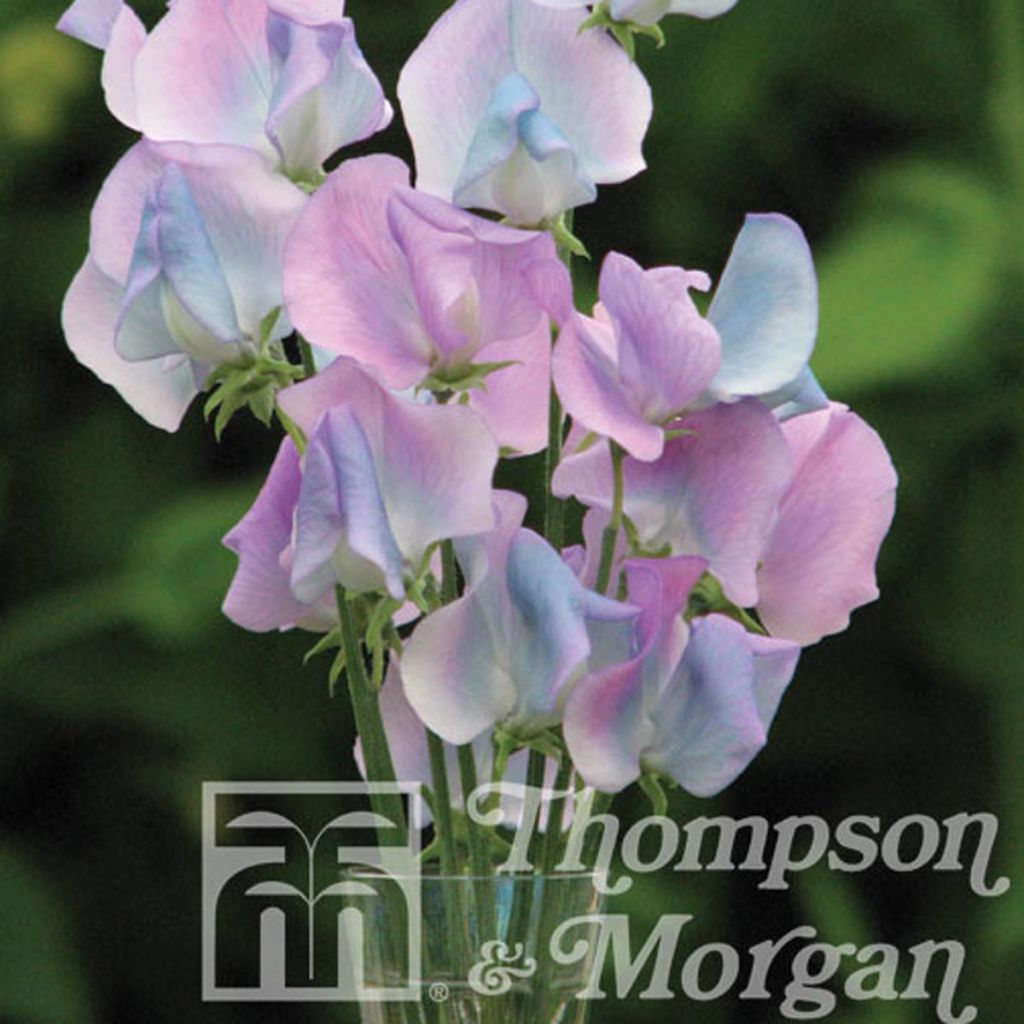 Lathyrus odoratus Turquoise Lagoon - Sweet Pea Seeds