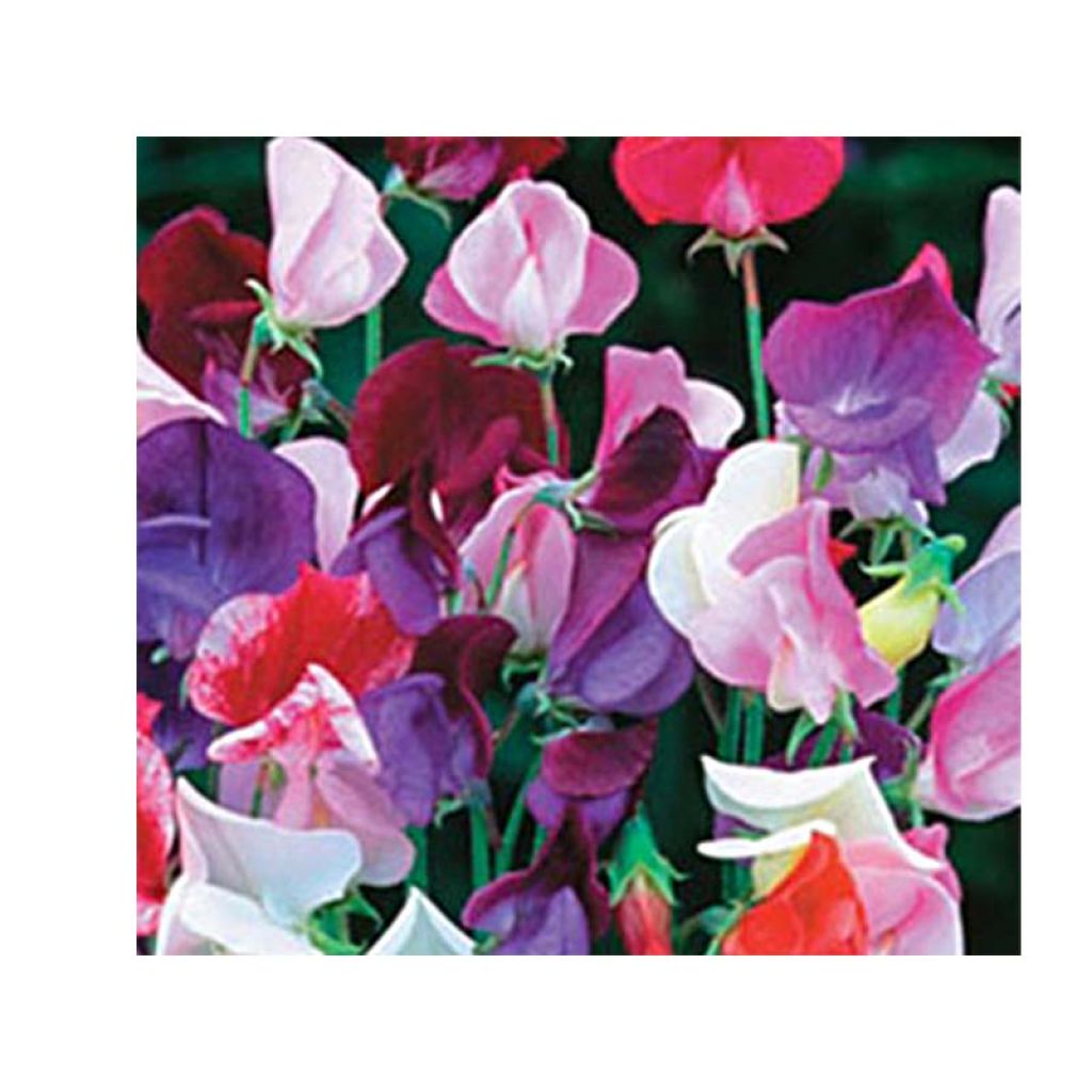 Lathyrus odoratus Sweet Pea Heirloom Bicolour Mix Seeds