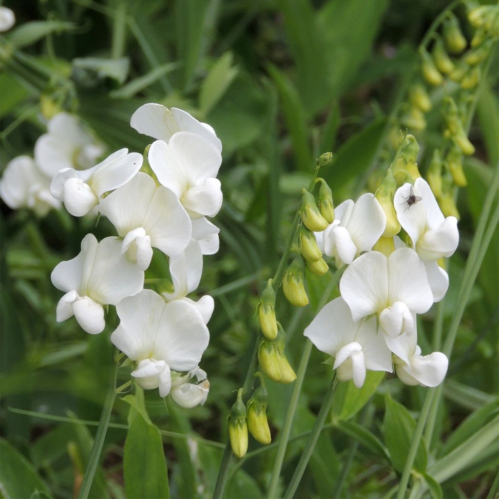 Lathyrus latifolius White Pearl - Sweet Pea Seeds