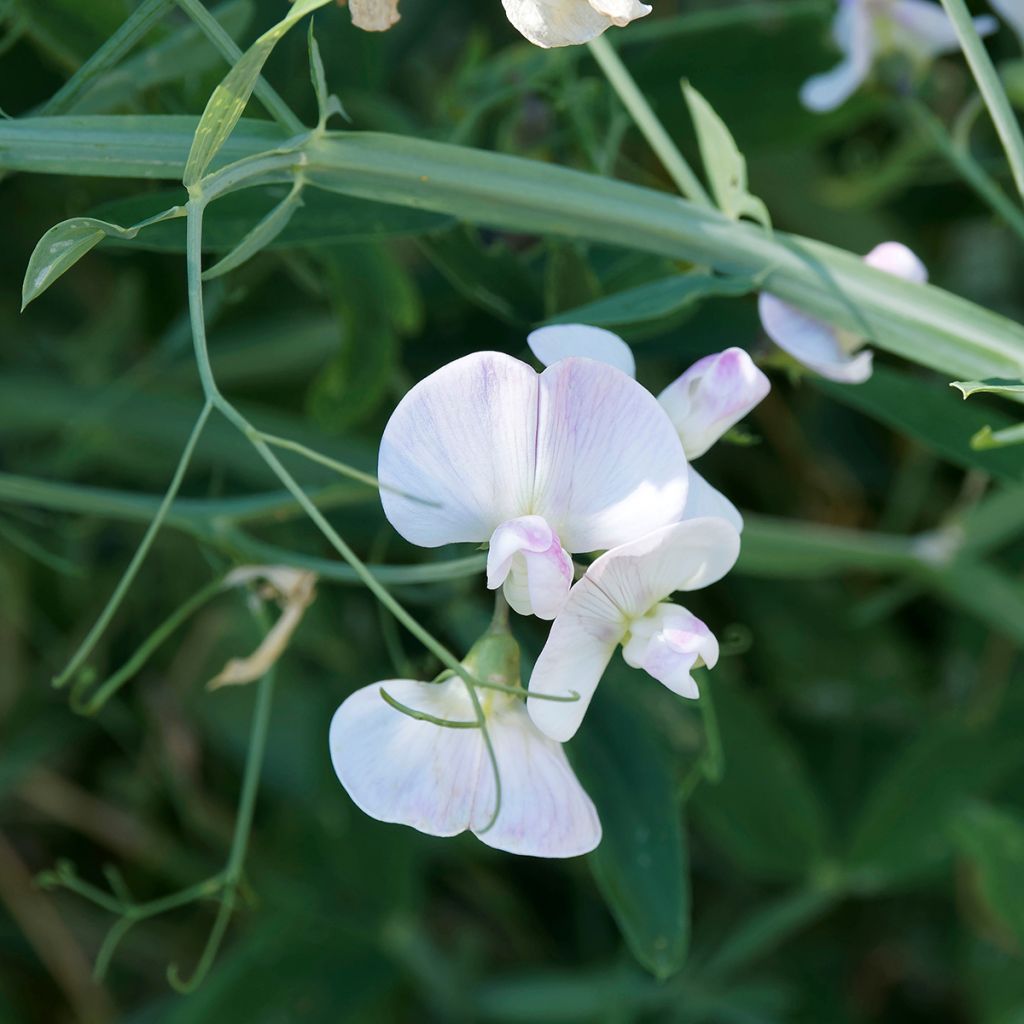 Lathyrus latifolius White Pearl - Sweet Pea Seeds