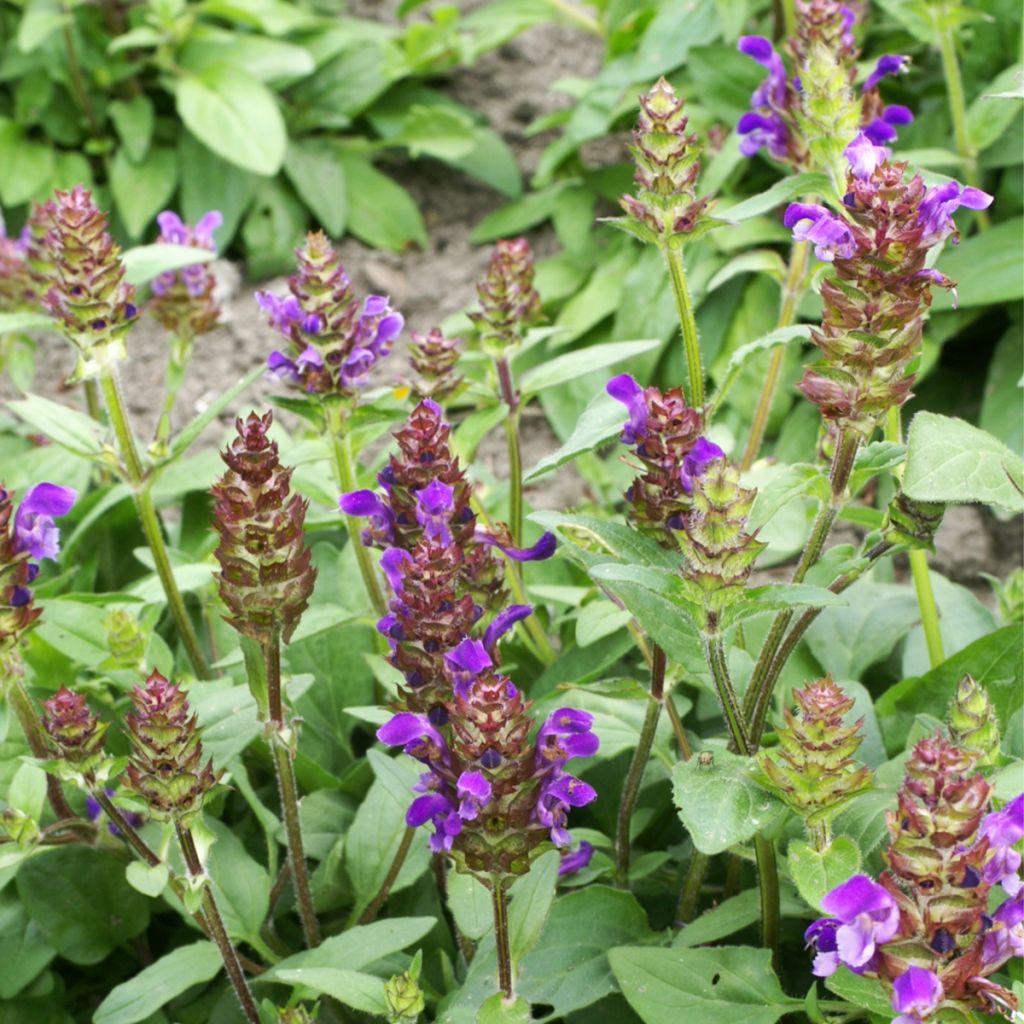 Prunella grandiflora Freelander Blue - Self-heal