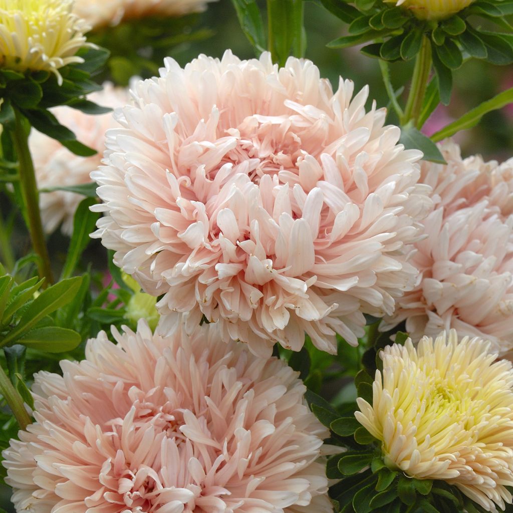 Callistephus chinensis King Size Apricot - China aster