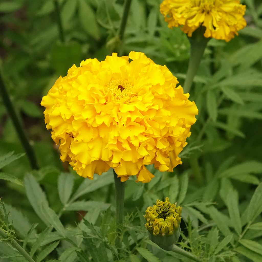 Tagetes erecta Lemon Mum Seeds - Marigold
