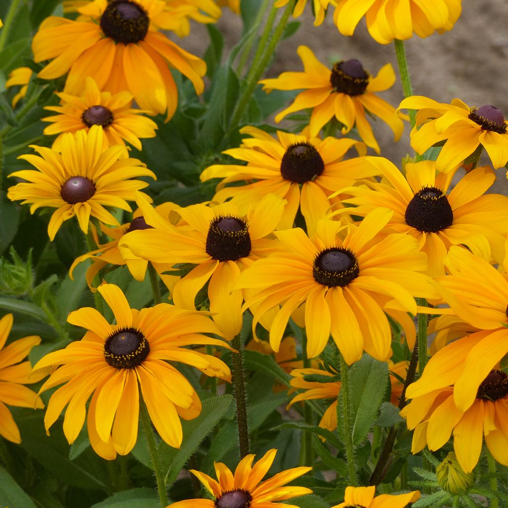 Graines de Rudbeckia Marmelade - Rudbeckia hirta 