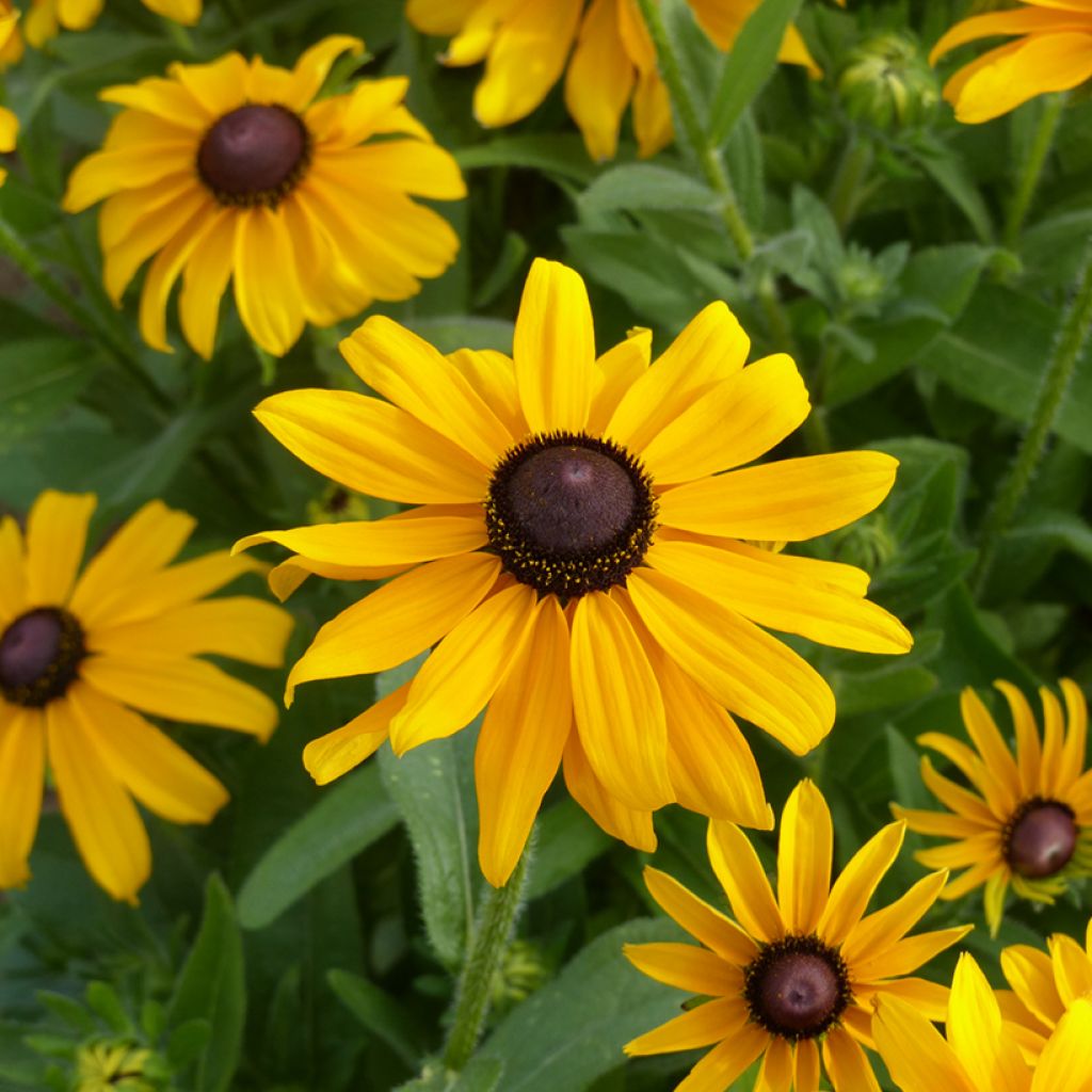 Rudbeckia hirta Marmalade Seeds - Black-eyed Susan