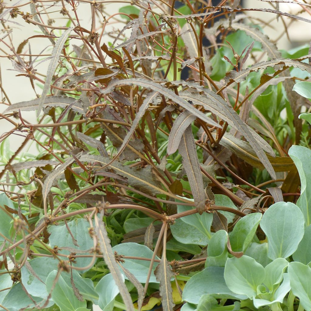 Rumex flexuosus Twister