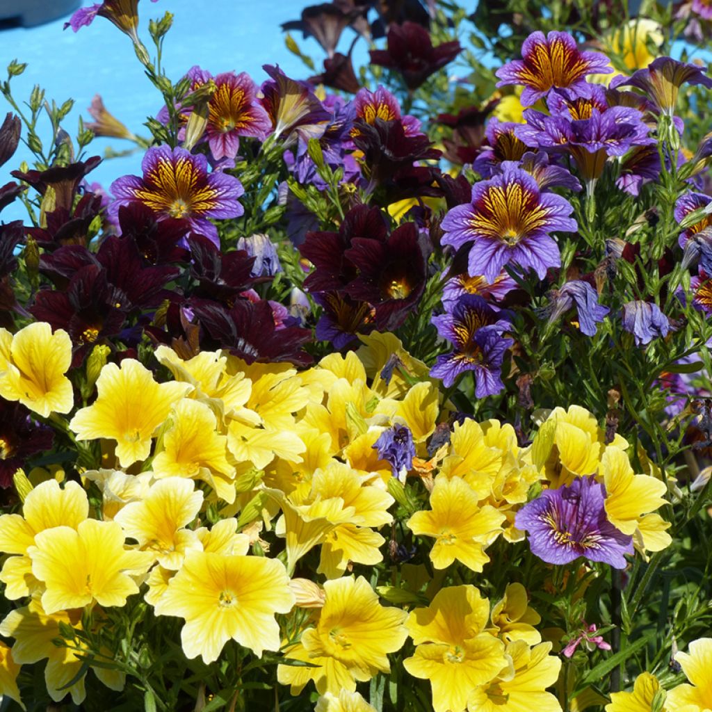 Salpiglossis sinuata Royale F1 Mix seeds - Painted Tongue