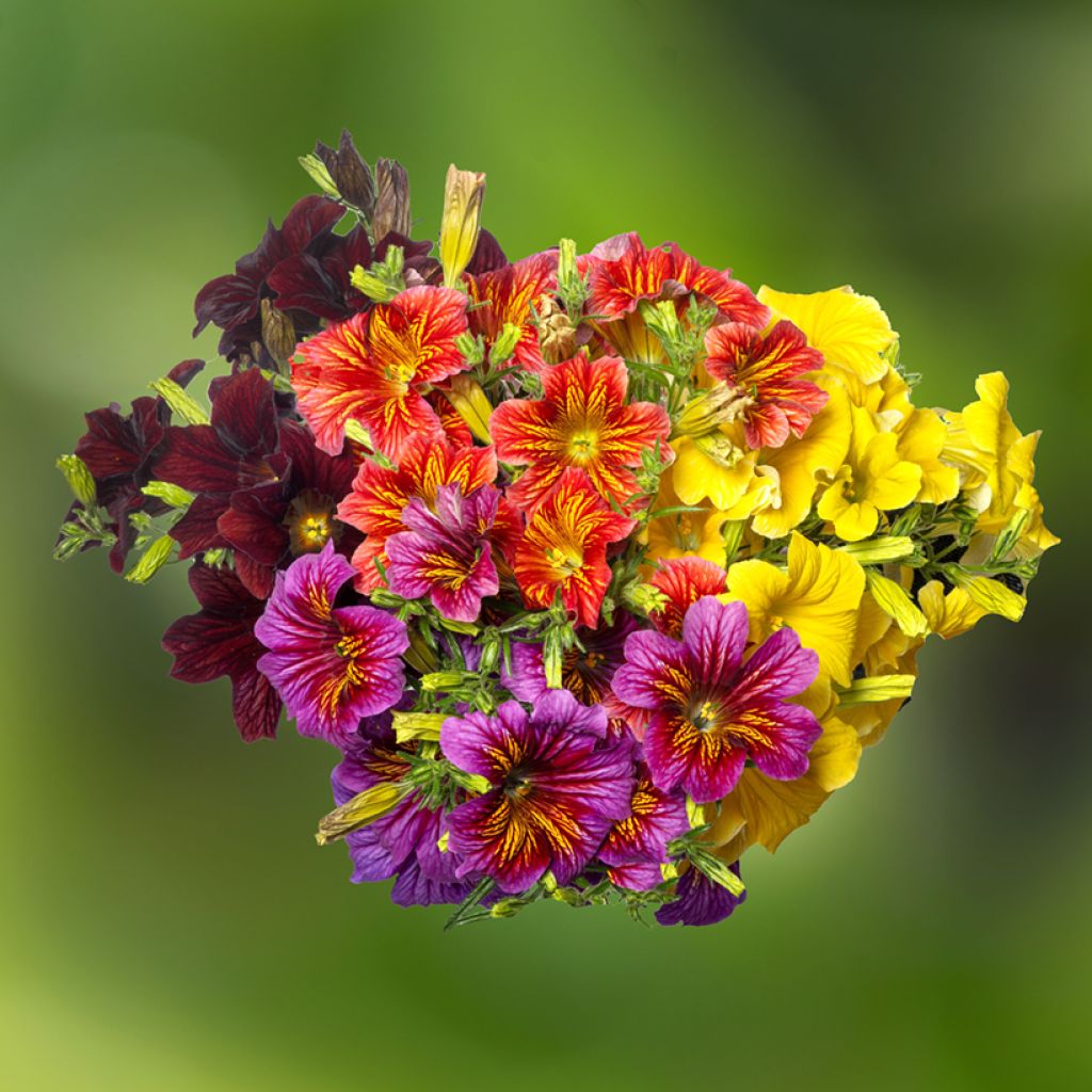 Salpiglossis sinuata Royale F1 Mix seeds - Painted Tongue