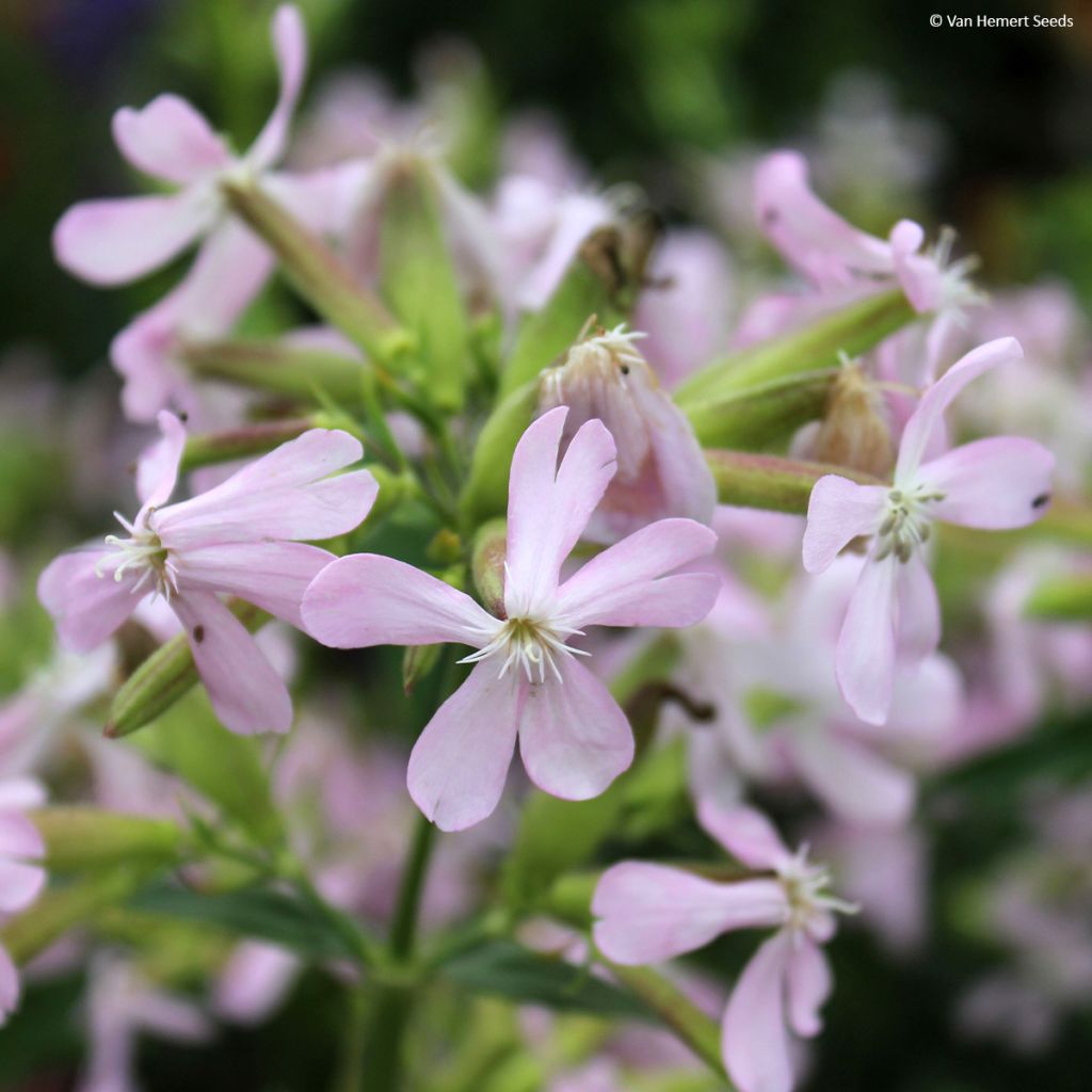 Saponaria ocymoides - Tumbling Ted Seeds