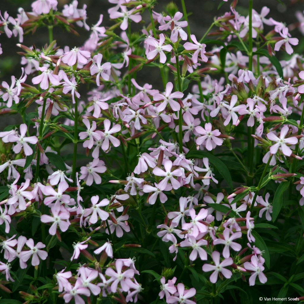 Saponaria ocymoides - Tumbling Ted Seeds