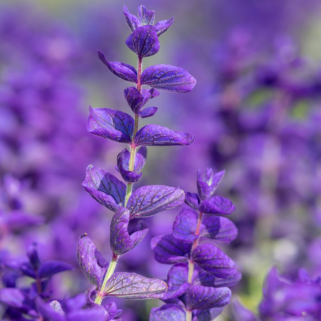 Salvia viridis Blue Monday - seeds