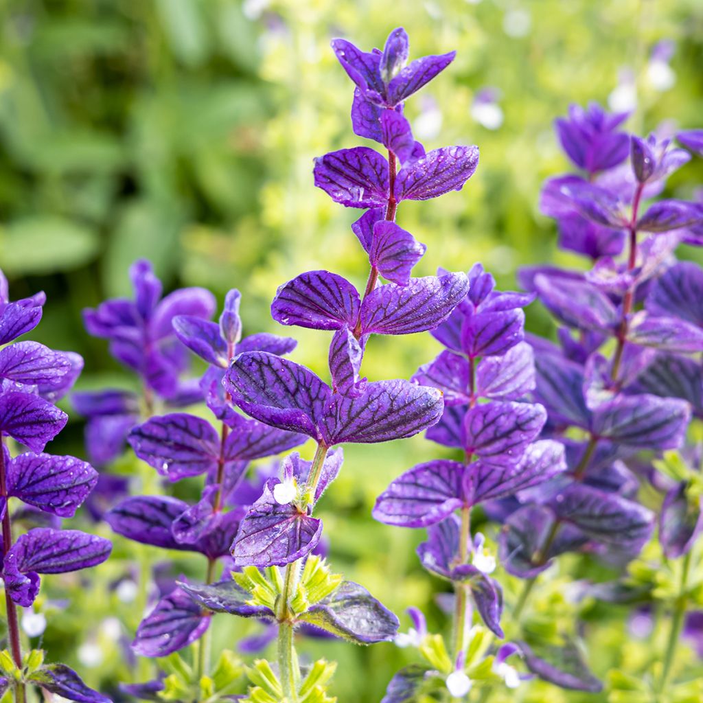 Salvia viridis Blue Monday - seeds