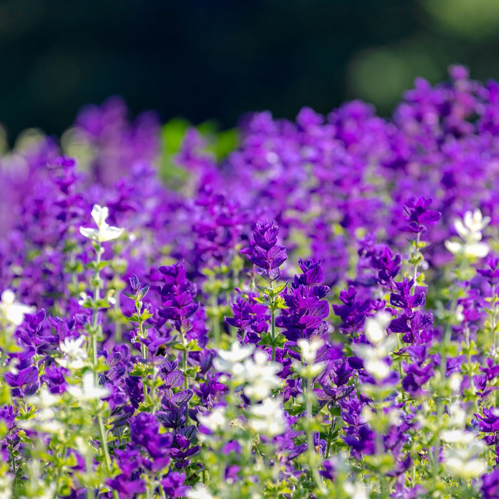 Salvia viridis Blue Monday - seeds