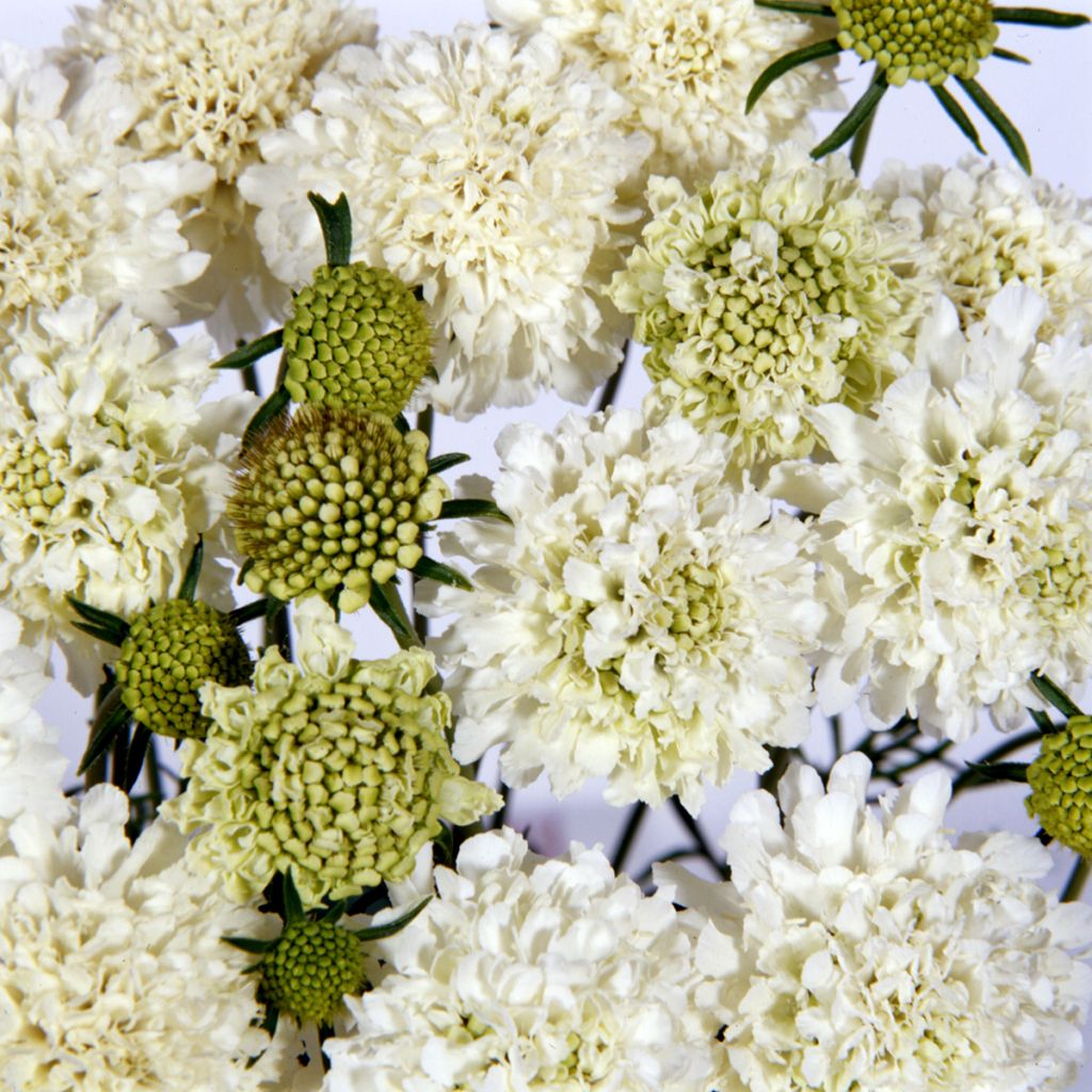 Scabiosa atropurpurea Snowmaiden Seeds