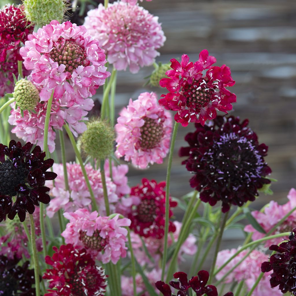 Scabiosa atropurpurea Summer Fruits Seeds