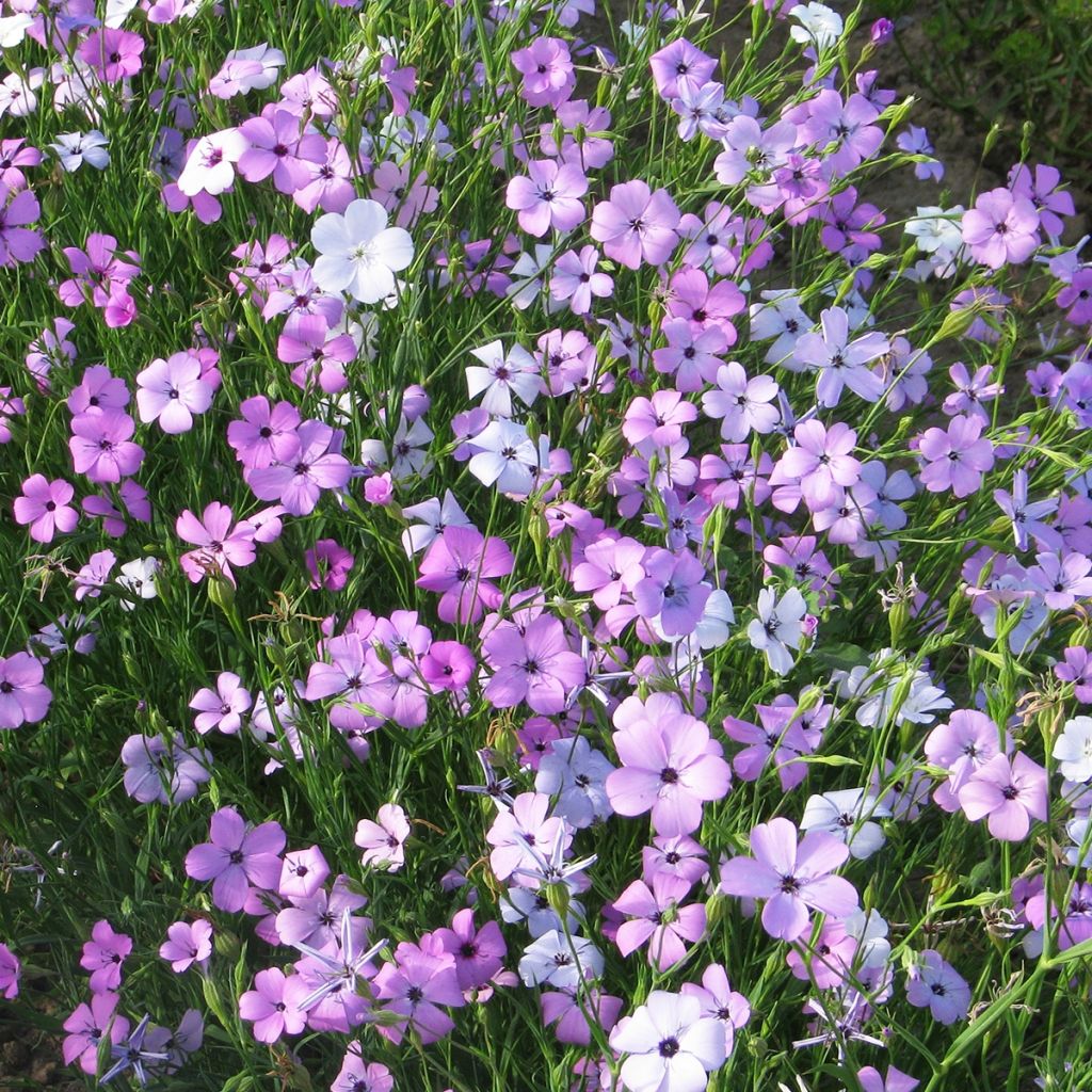 Graines de Silene Patio Mixed - Silene oculata en mélange