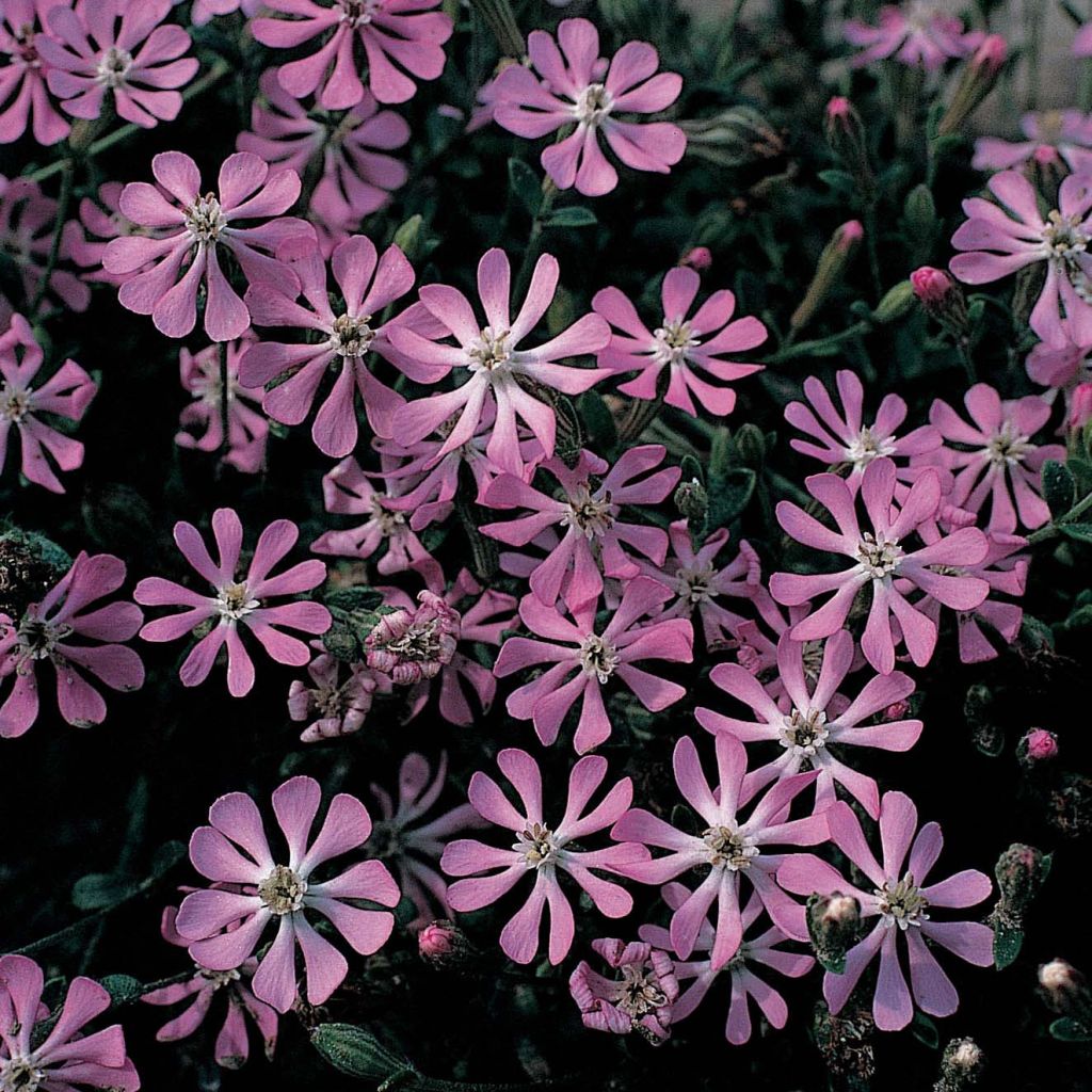 Silene colorata Pink Pirouette - Catchfly