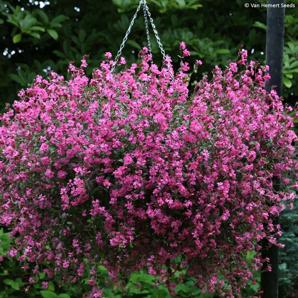 Silene pendula Sibella Carmine