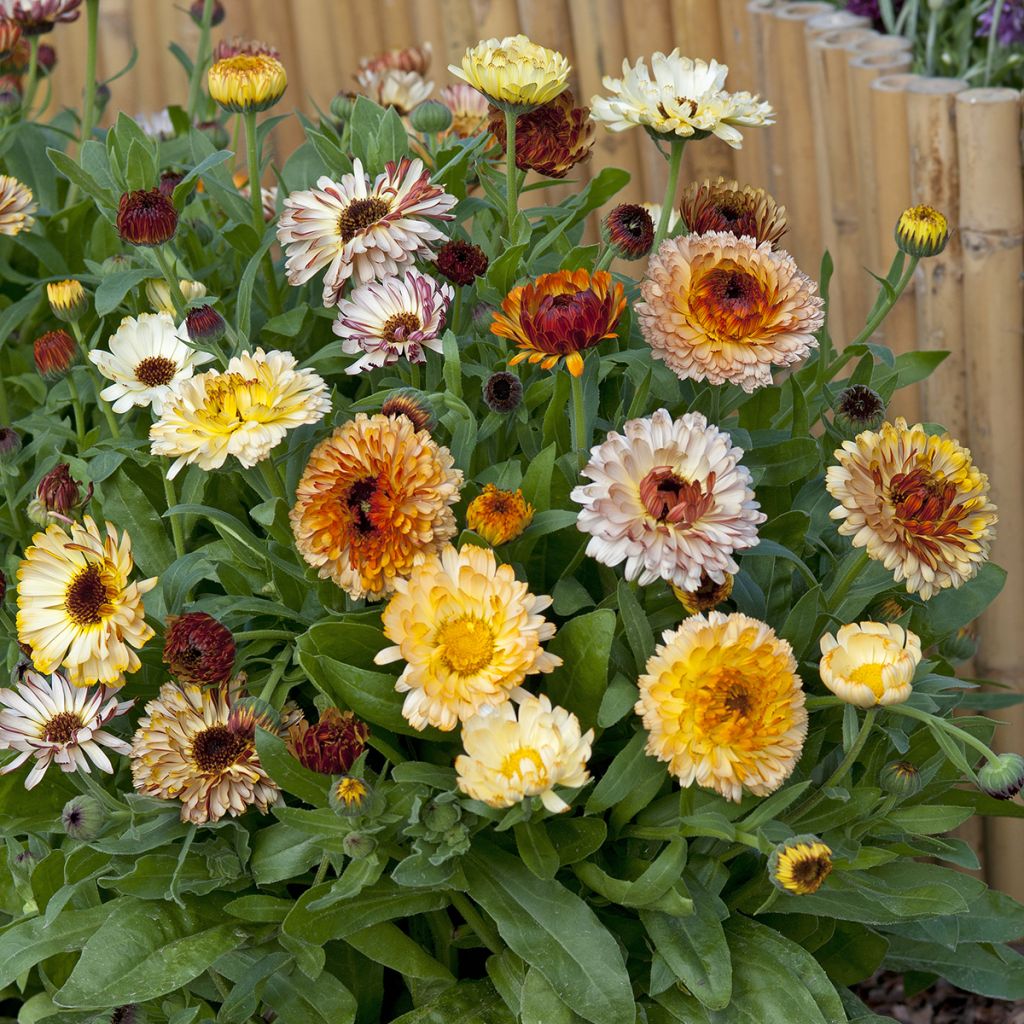 Calendula officinalis Playtime Mix - Marigold