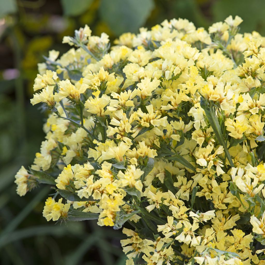 Limonium sinuatum Pacific Mix  - Waved Sea Lavender seeds