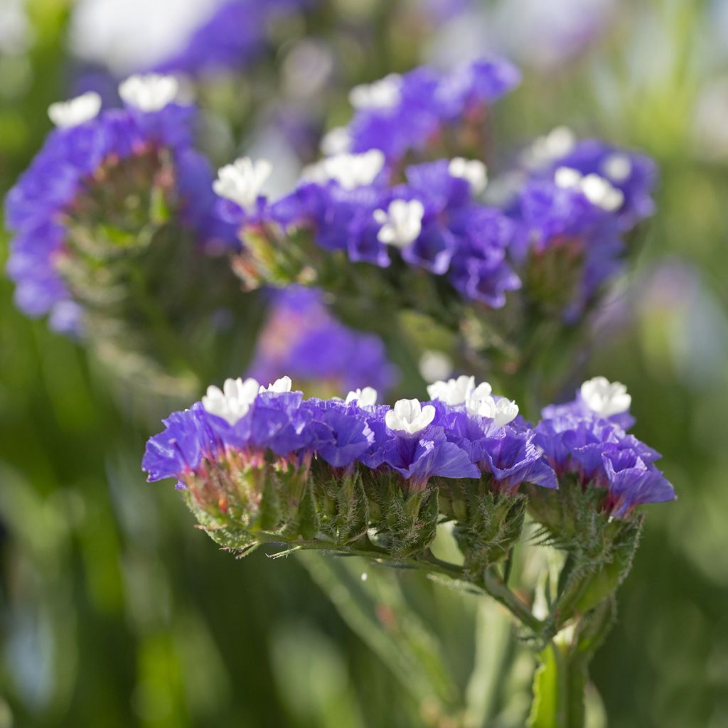 Limonium sinuatum Forever Blue - Waved Sea Lavender