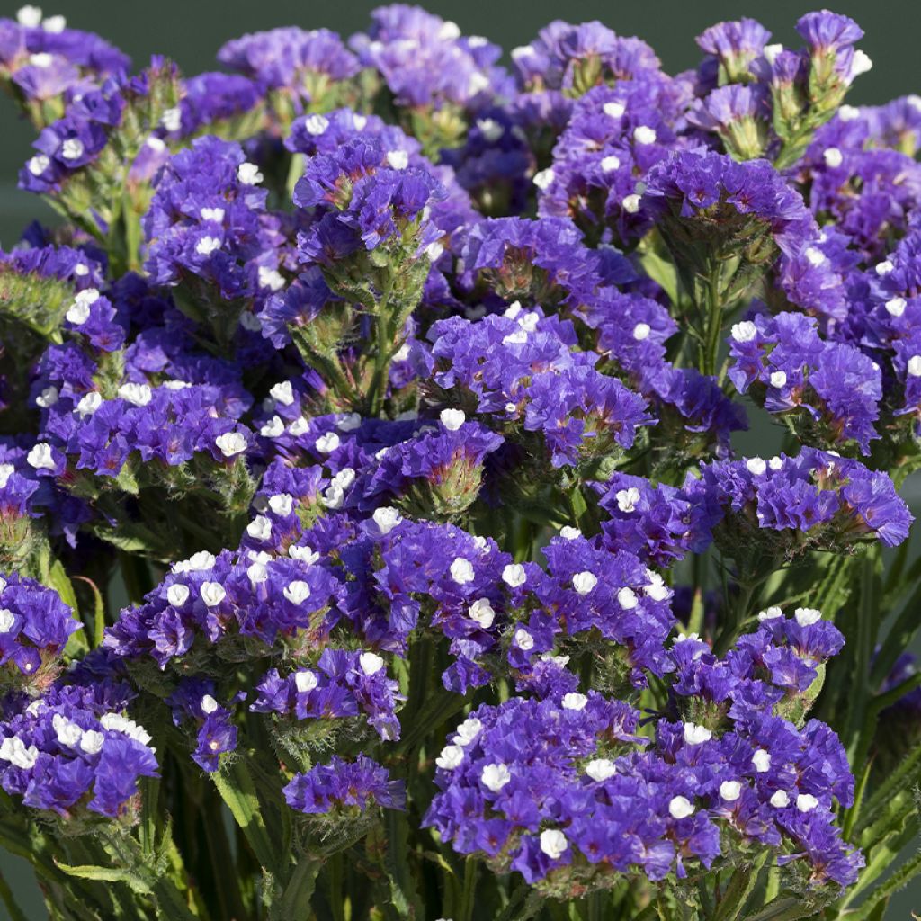 Limonium sinuatum Forever Blue - Waved Sea Lavender