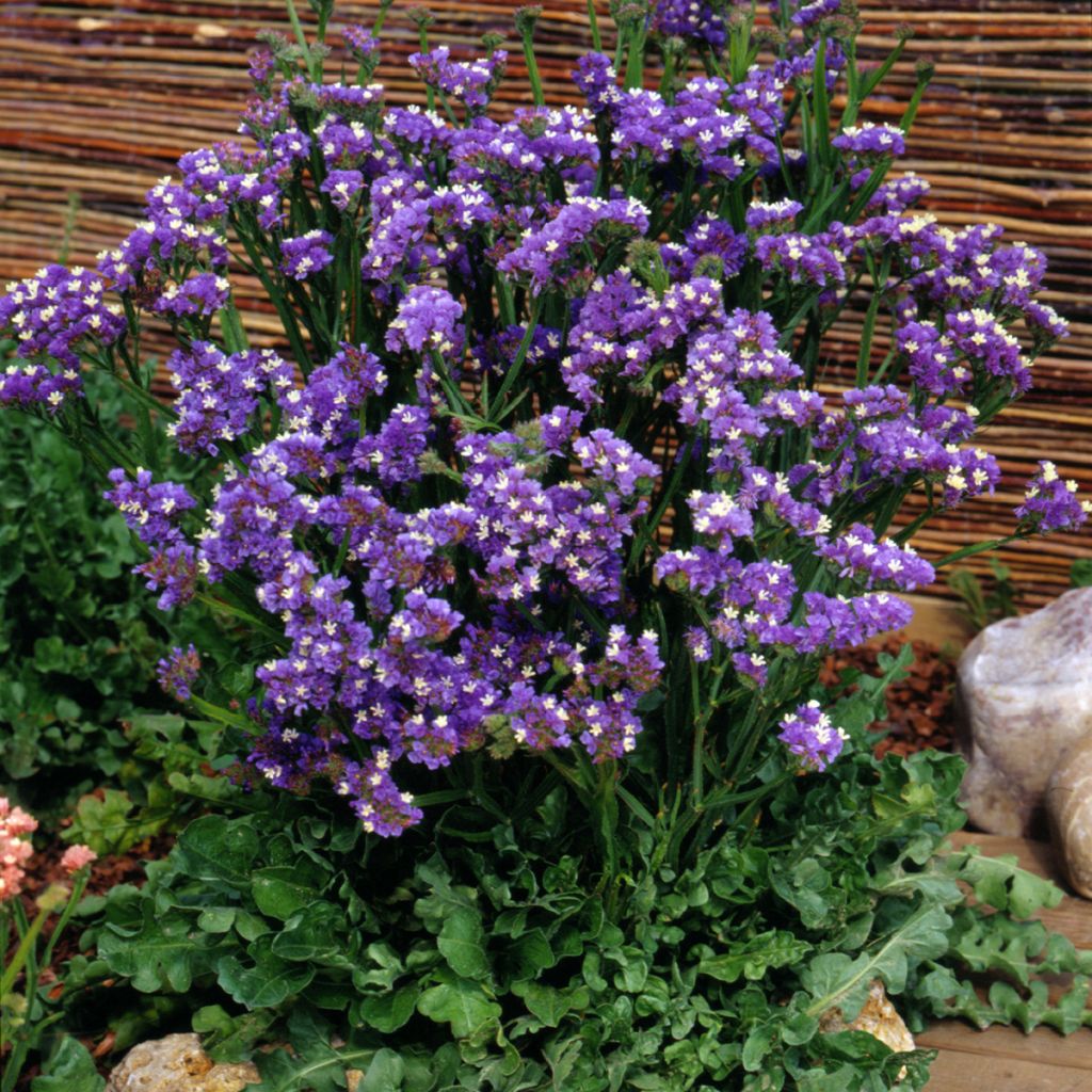 Limonium sinuatum Forever Blue - Waved Sea Lavender