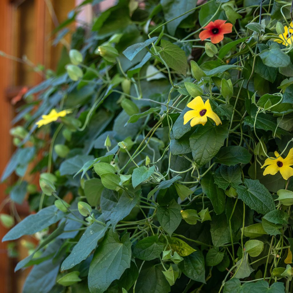 Thunbergia alata Seeds