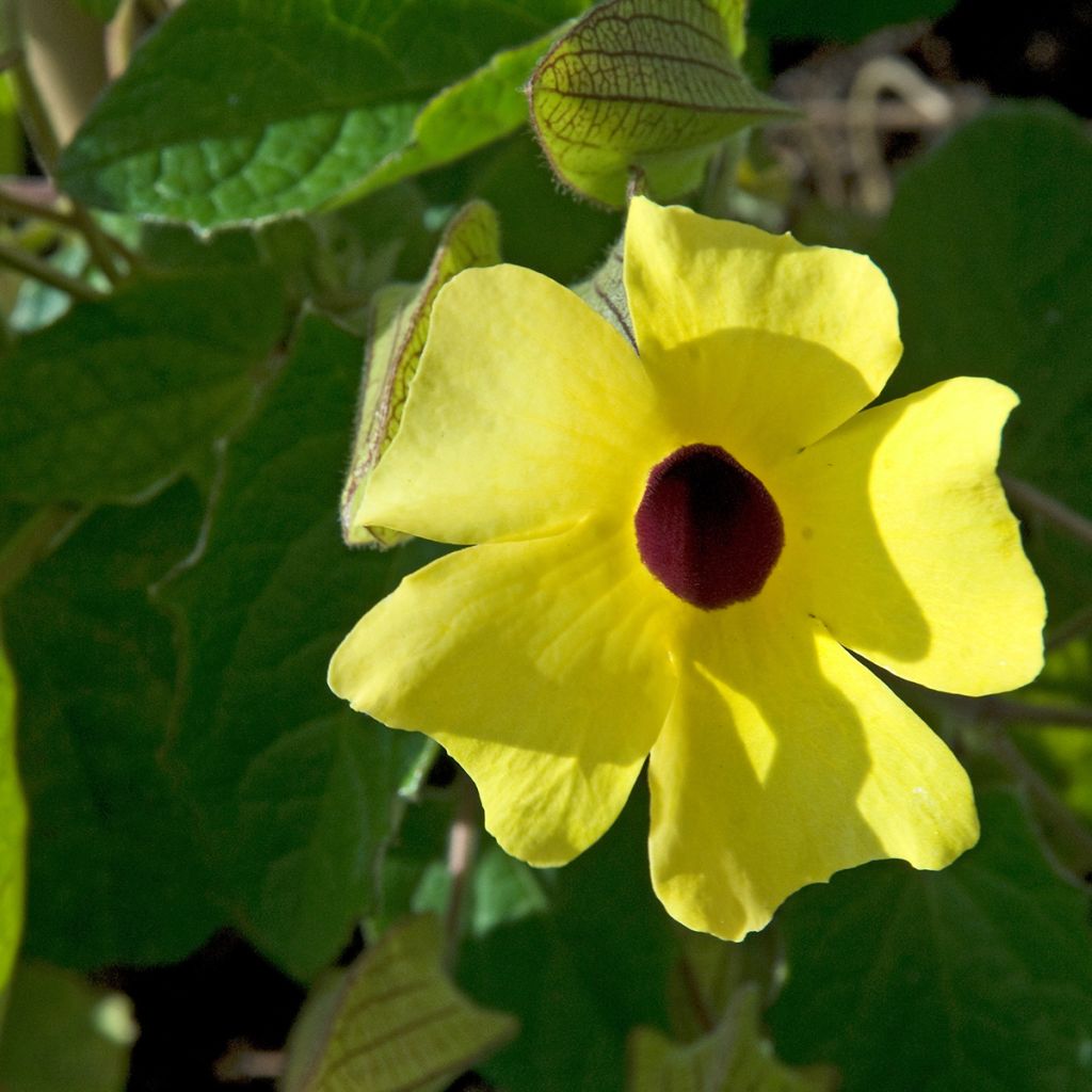 Thunbergia alata Seeds