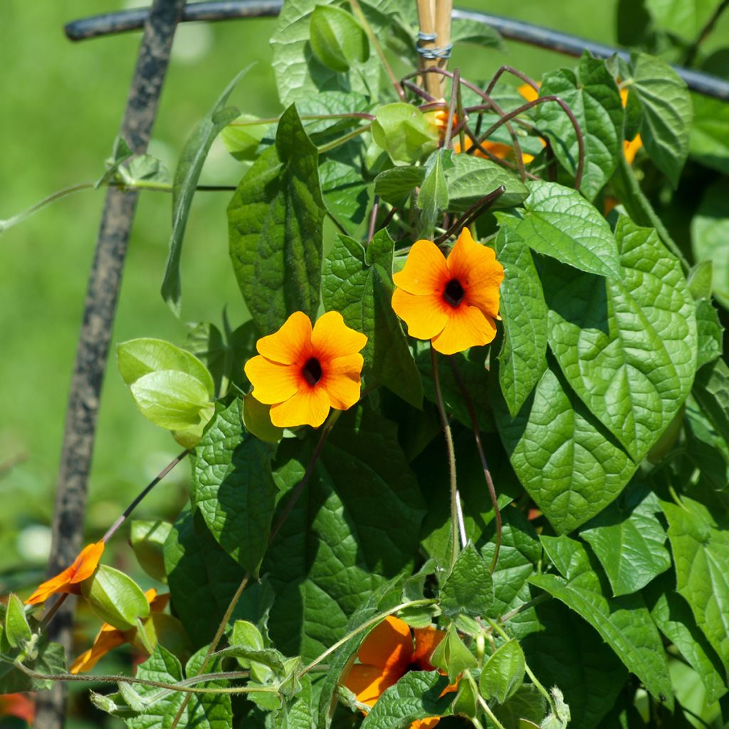 Thunbergia alata Seeds