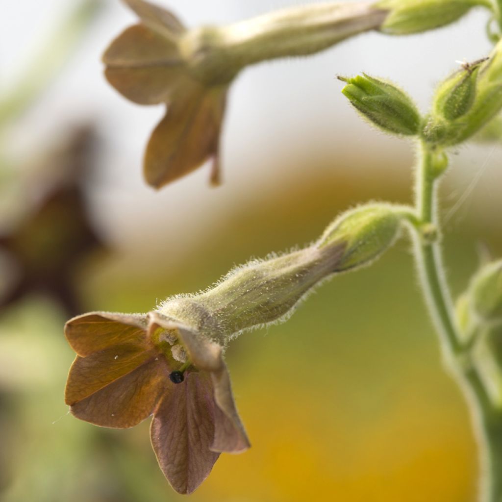 Nicotiana langsdorffii - Langsdorffs tobacco Seeds