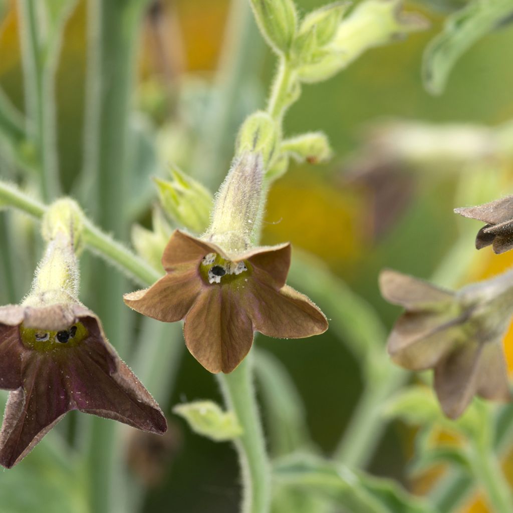 Nicotiana langsdorffii - Langsdorffs tobacco Seeds