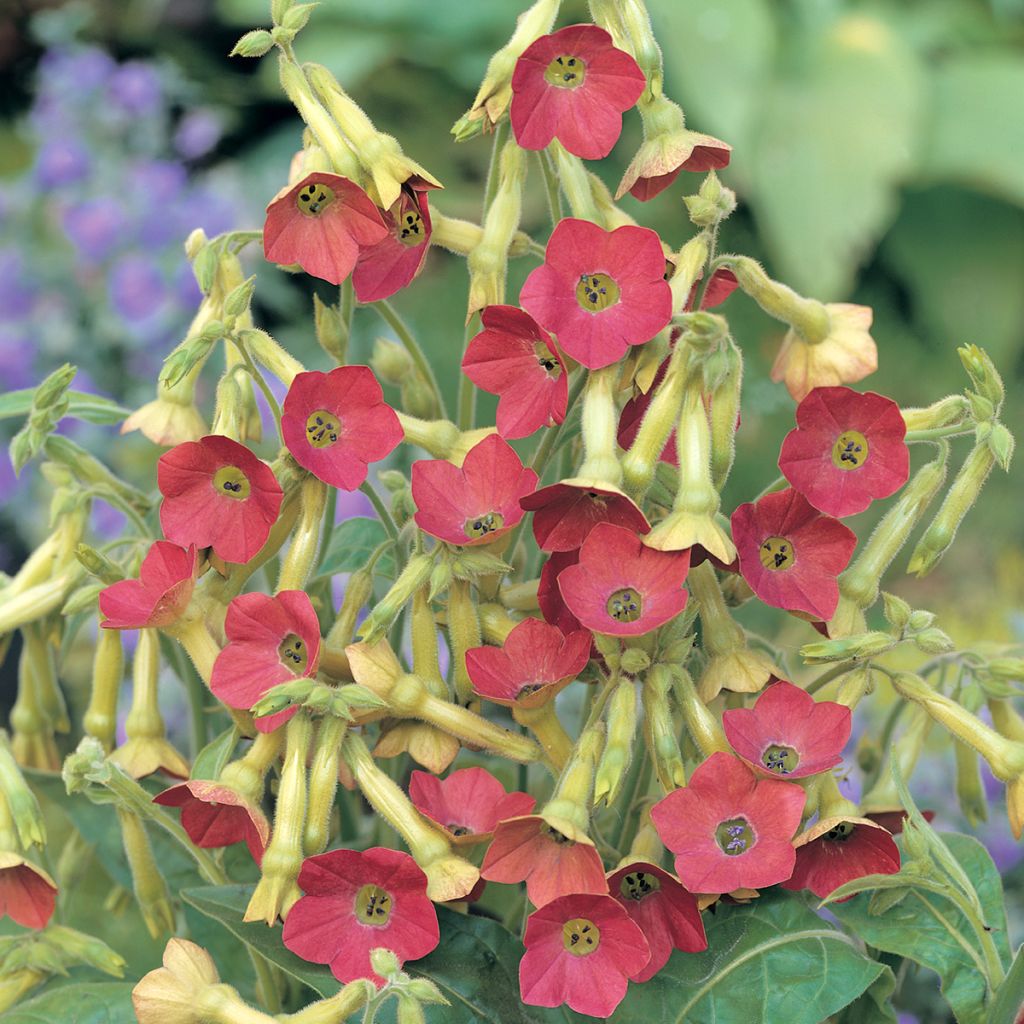 Nicotiana alata Tinkerbell F1