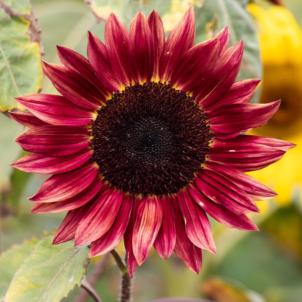 Helianthus annuus Desire Red F1