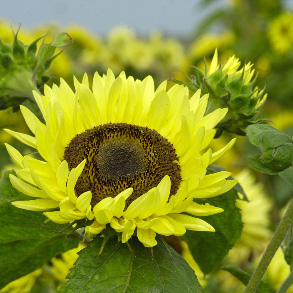 Helianthus annuus 'Garden Statement'